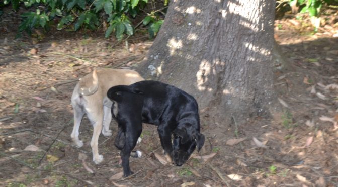 Take a “Sniffari” With Your Dog!