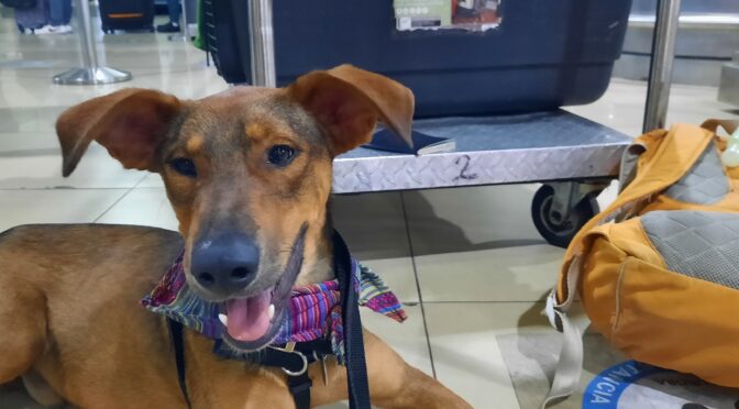 New Travel Restrictions for Dogs entering the US